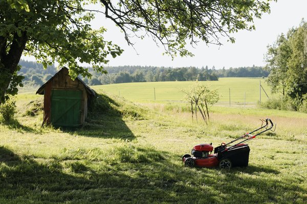 Comment choisir la meilleure variété de gazon pour un jardin ombragé ?