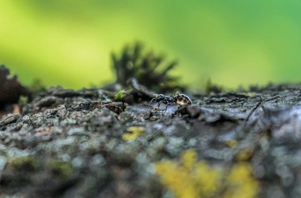Quelles solutions pour cacher une litière de chat dans un petit appartement?
